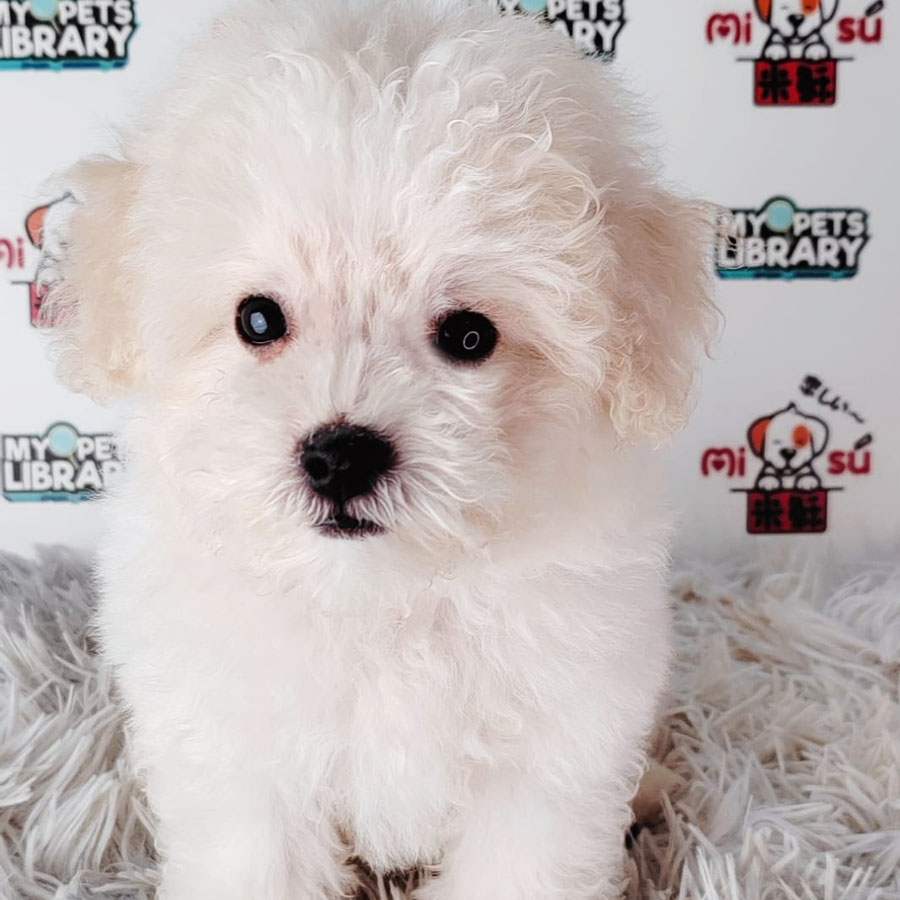Bichon Frise Puppy (Male) For Sale