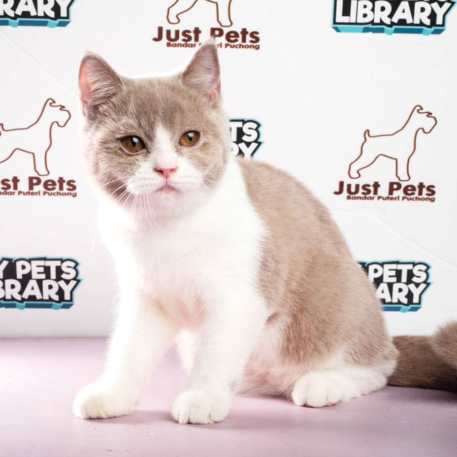 British Shorthair Kitten (Female) For Sale