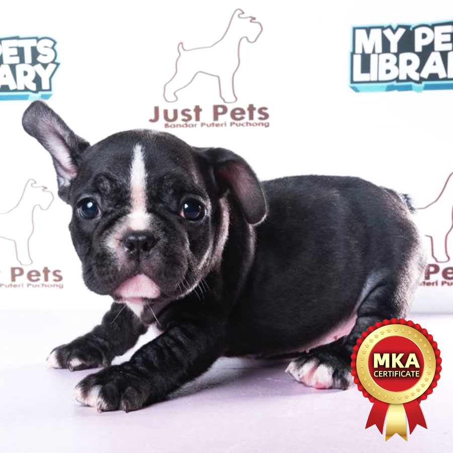 MKA French Bulldog Puppy (Female) For Sale