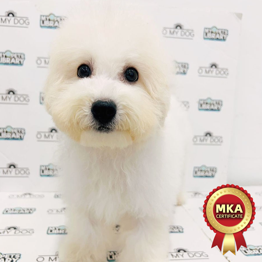 MKA Bichon Frise Puppy (Female) For Sale