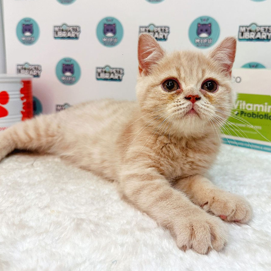 British Shorthair Kitten (Male) For Sale