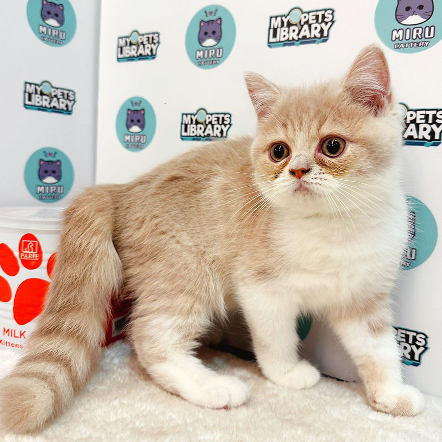British Shorthair Kitten (Male) For Sale