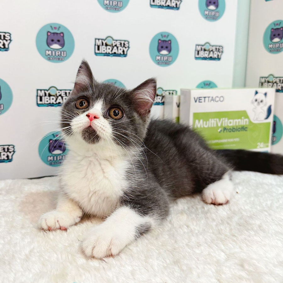 British Shorthair Kitten (Male) For Sale
