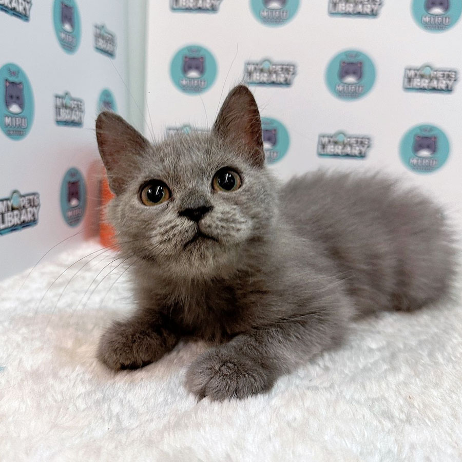 Persian Kitten (Female) For Sale
