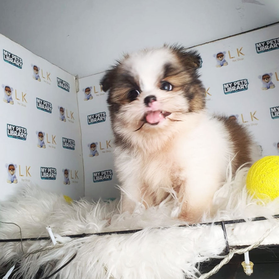 Shih Tzu mix Pomeranian Puppy (Female) For Sale