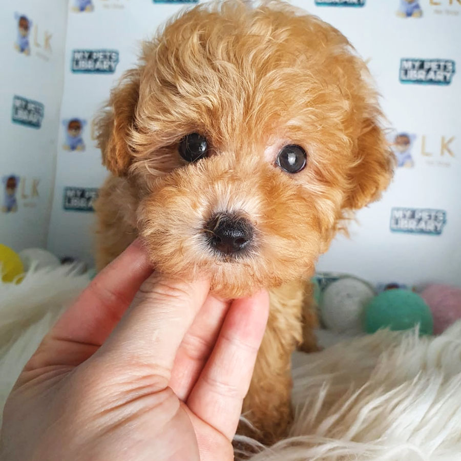Maltipoo Puppy (Female) For Sale