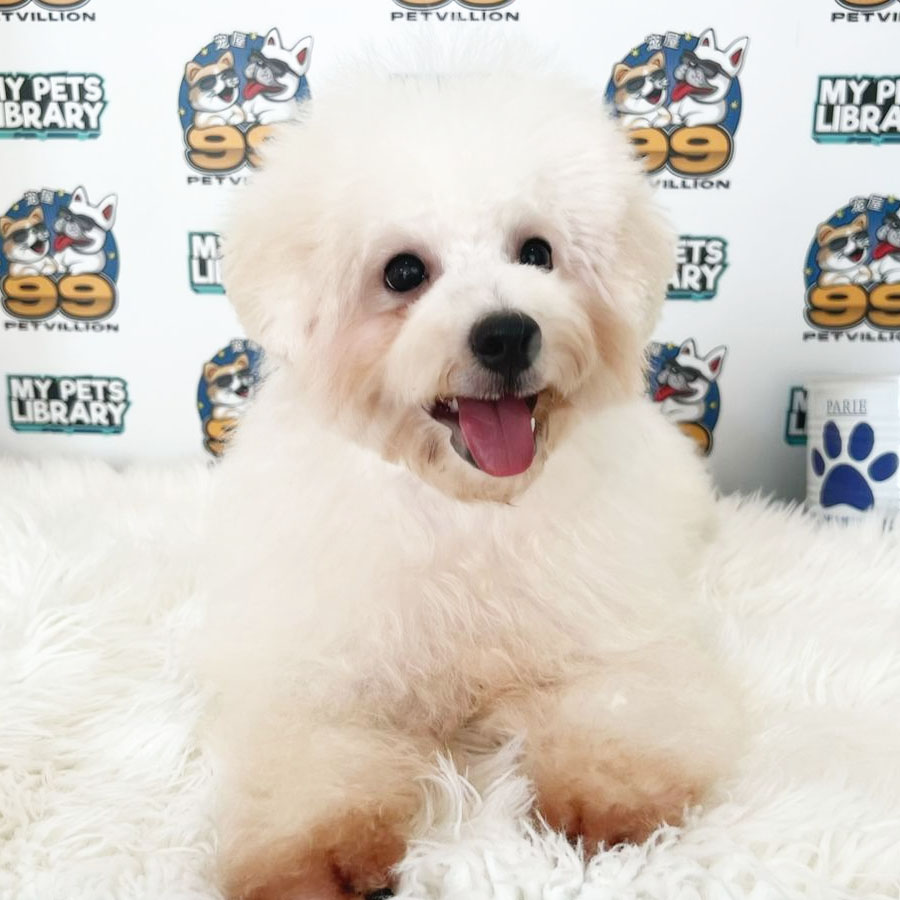 Toy Poodle Puppy (Male) For Sale