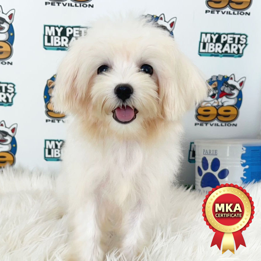 MKA Maltese Puppy (Female) For Sale