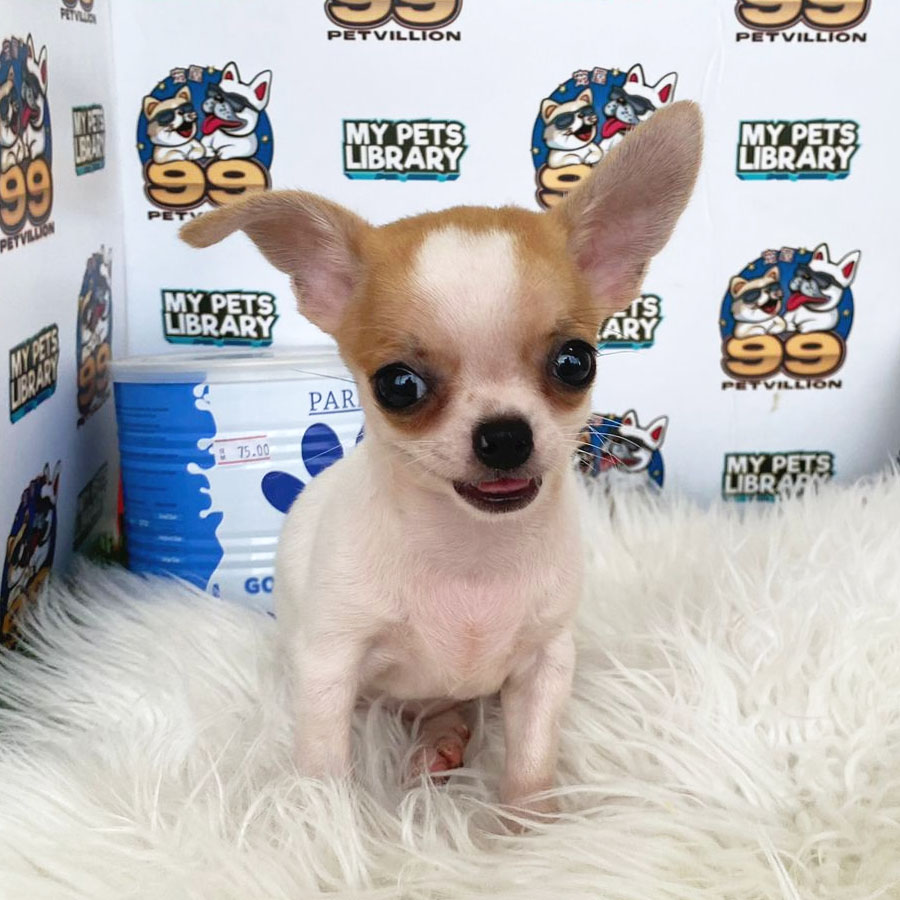 Chihuahua Puppy (Female) For Sale