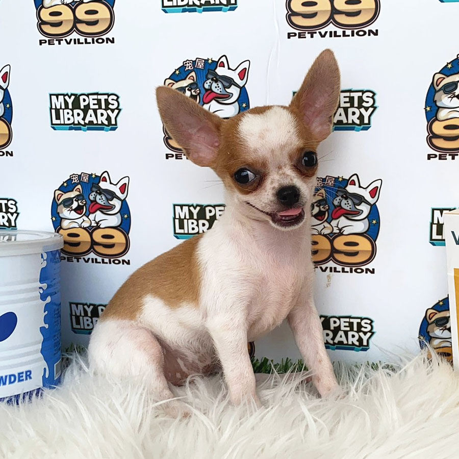 Chihuahua Puppy (Female) For Sale