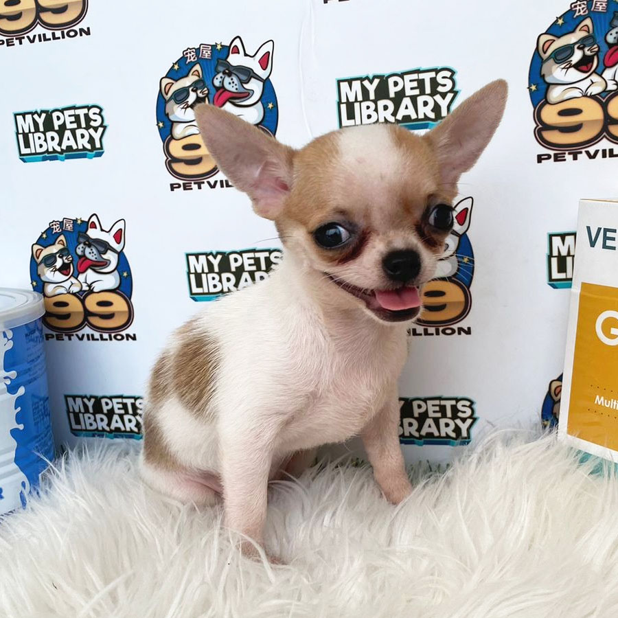 Chihuahua Puppy (Female) For Sale