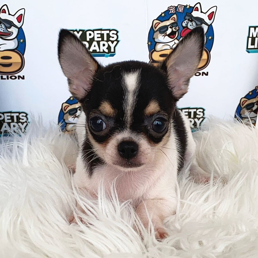 Chihuahua Puppy (Female) For Sale