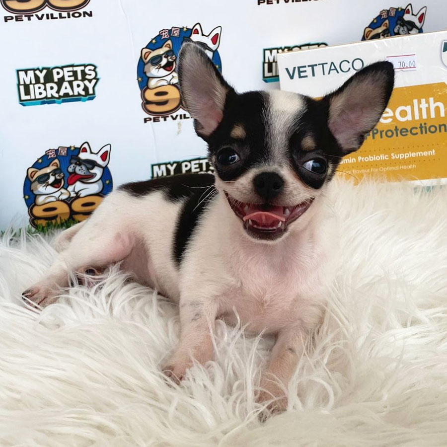 Chihuahua Puppy (Male) For Sale