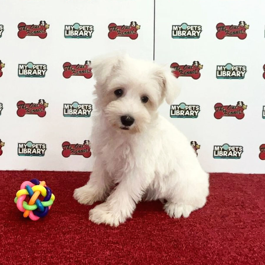 Schnauzer Puppy (Male) For Sale