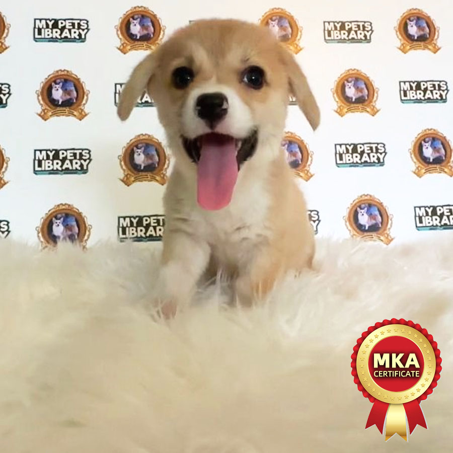 MKA Welsh Corgi Puppy (Male) For Sale