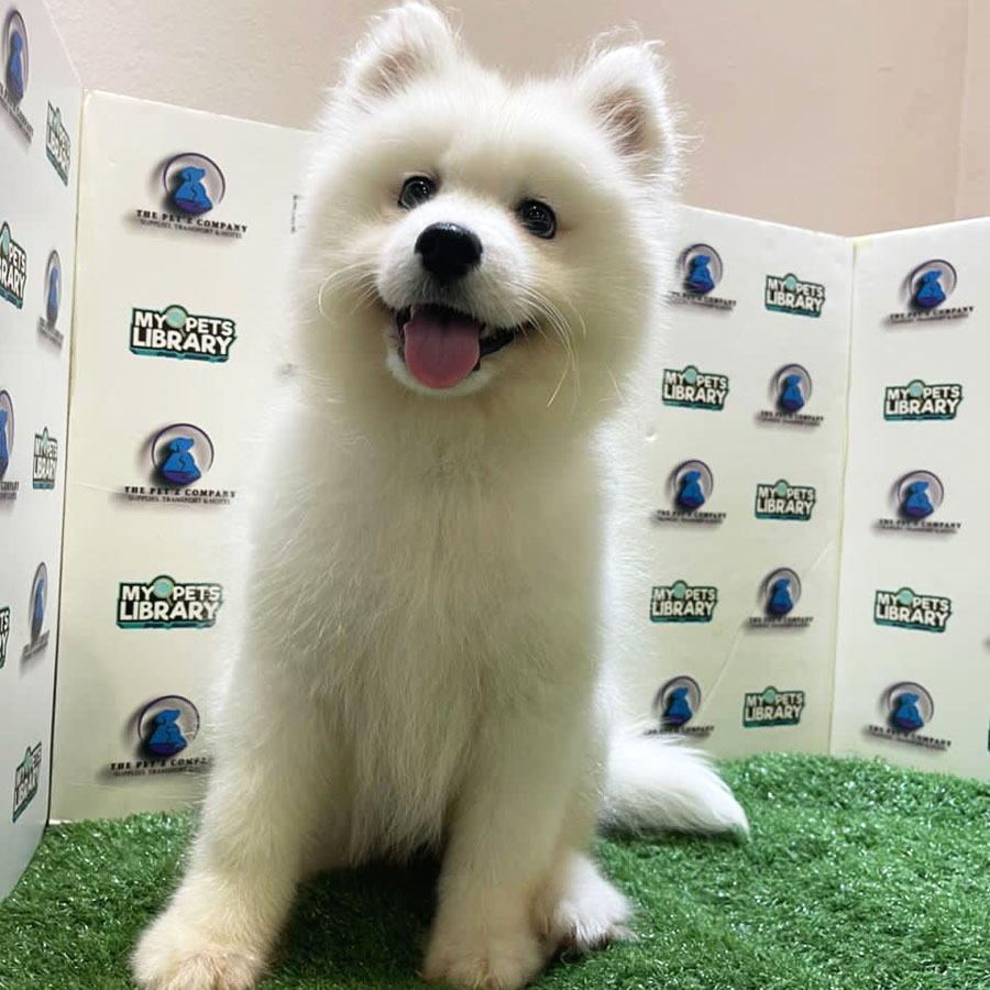 Samoyed Puppy (Female) For Sale