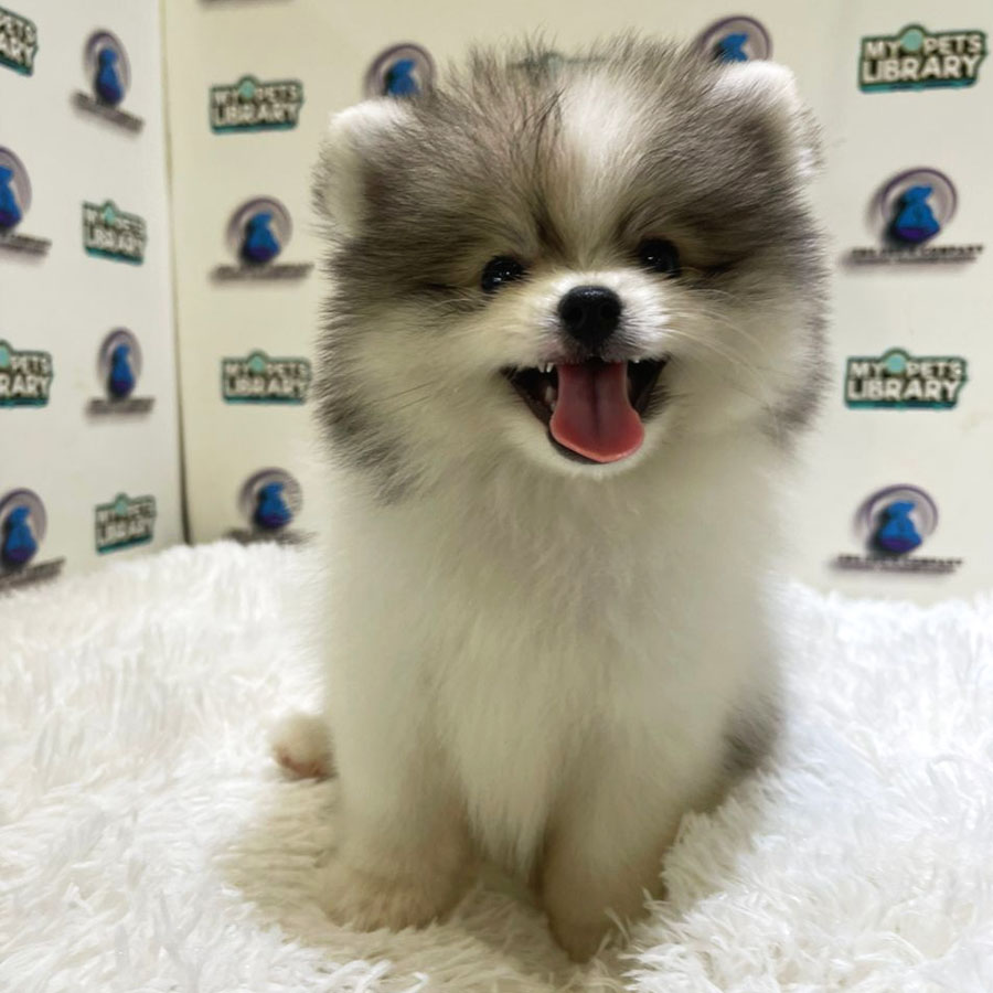 Pomeranian Puppy (Male) For Sale