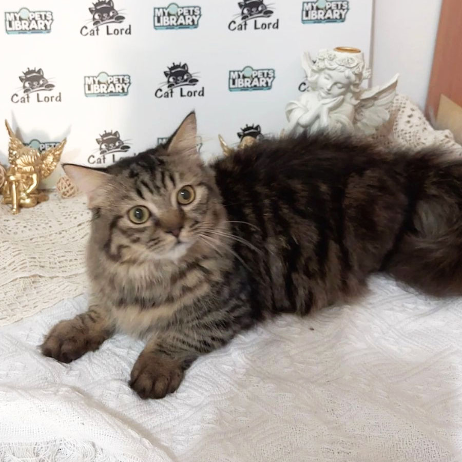 Munchkin Longhair Kitten (Male) For Sale