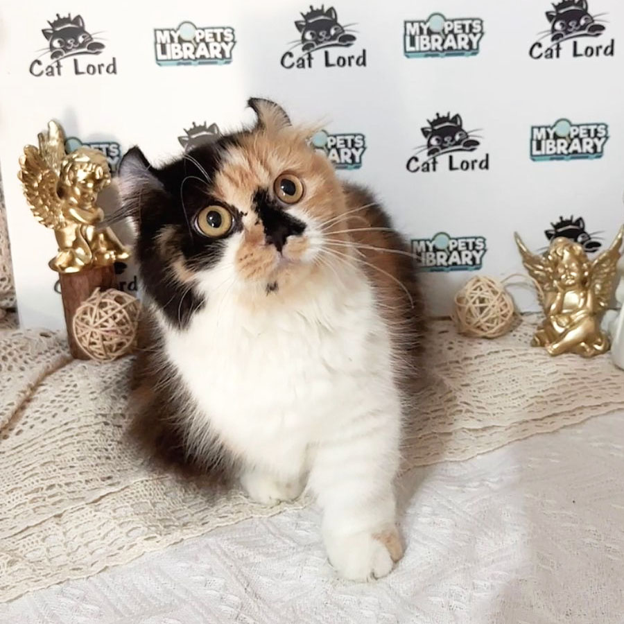 Munchkin Longhair Kitten (Female) For Sale