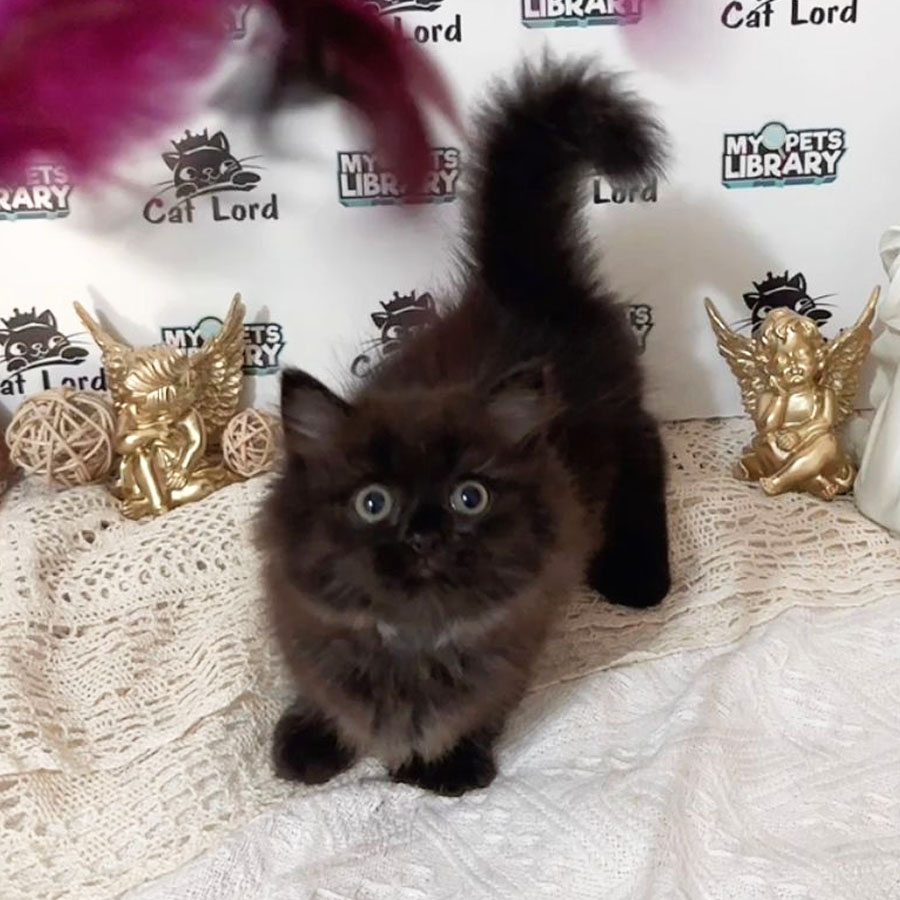 Munchkin Longhair Kitten (Male) For Sale