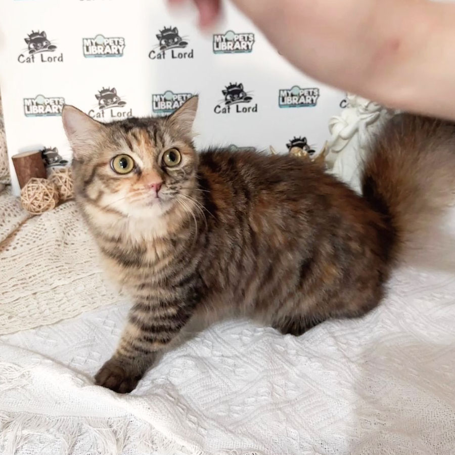 Munchkin Longhair Kitten (Female) For Sale