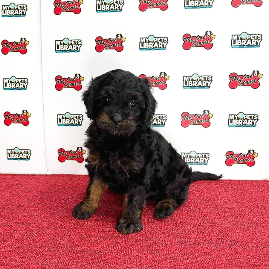 Cavapoo Puppy (Male) For Sale