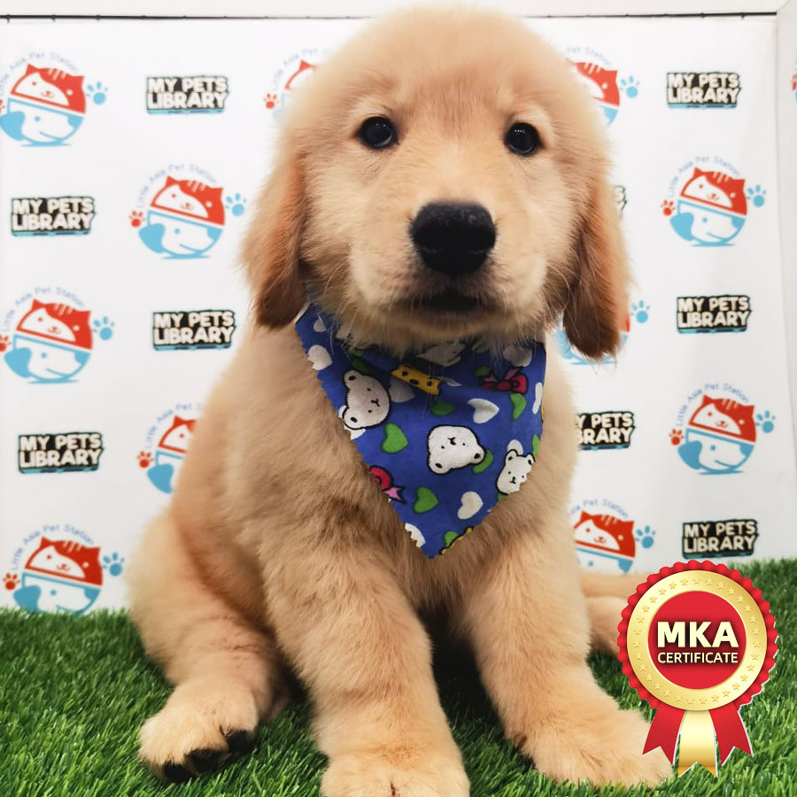 MKA Golden Retriever Puppy (Male) For Sale