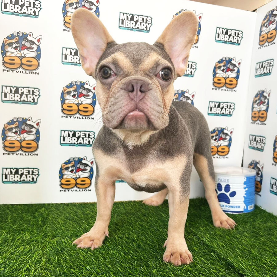Fench Bulldog Puppy (Male) For Sale