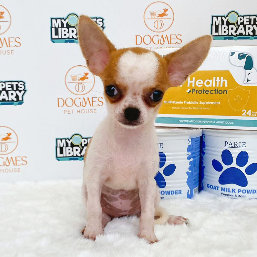 Chihuahua Puppy (Female) For Sale