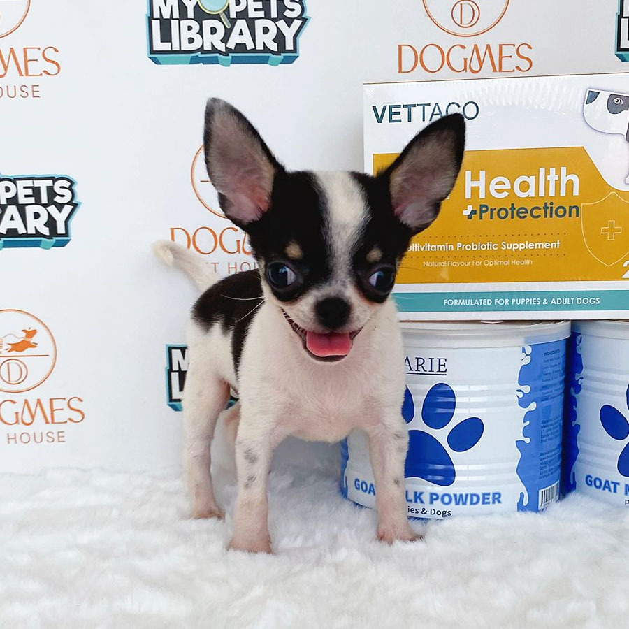 Chihuahua Puppy (Male) For Sale