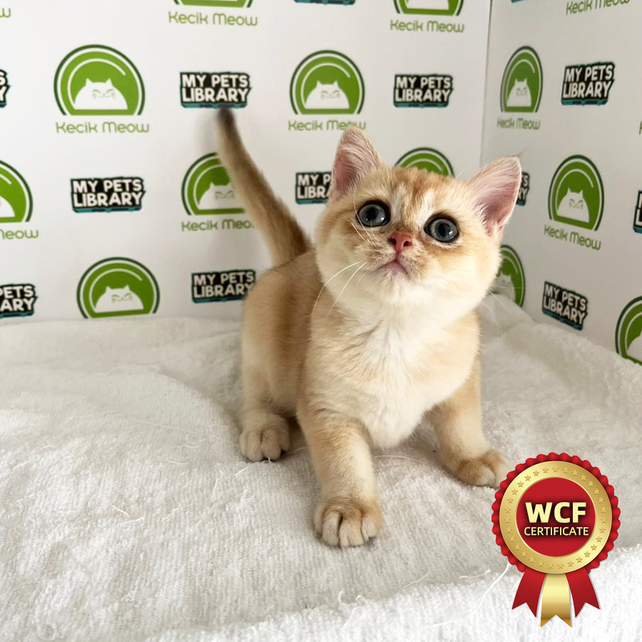 WCF British Shothair Kitten (Male) For Sale
