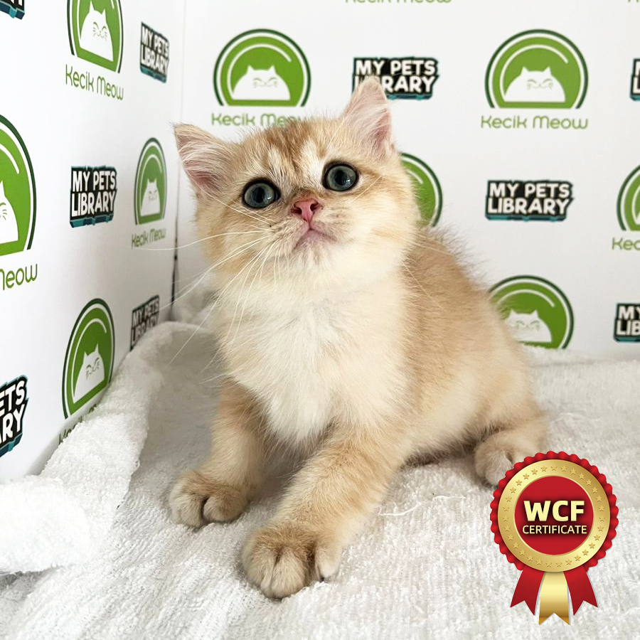 WCF British Shothair Kitten (Male) For Sale