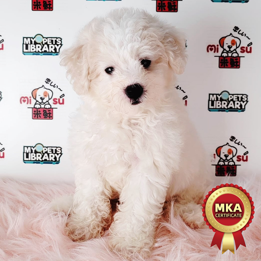 MKA Bichon Frise Puppy (Male) For Sale