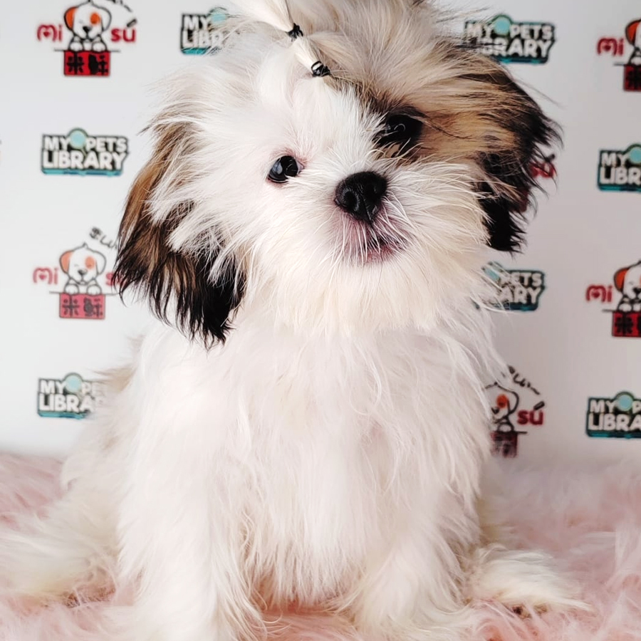 Shih Tzu Puppy (Female) For Sale