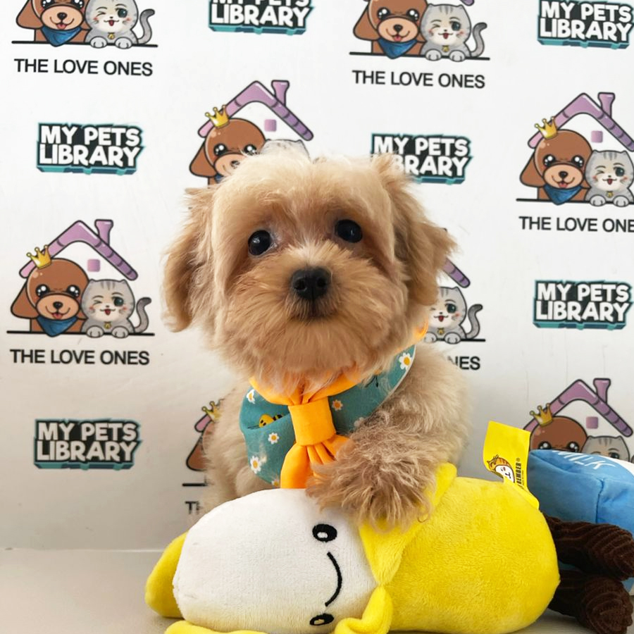Maltipoo Puppy (Male) For Sale