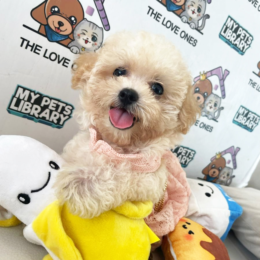 Tiny Poodle Puppy (Female) For Sale
