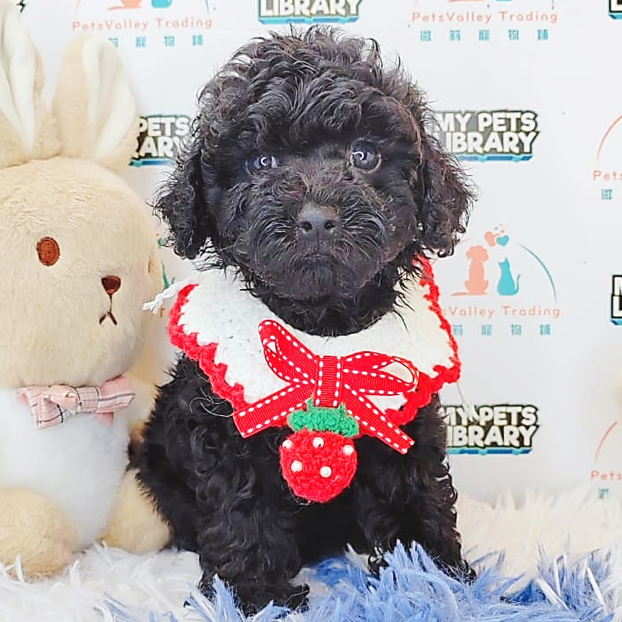 Toy Poodle Puppy (Male) For Sale