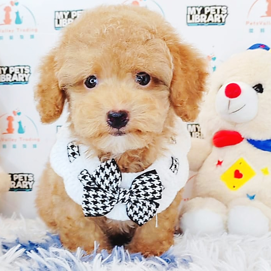 Toy Poodle Puppy (Male) For Sale