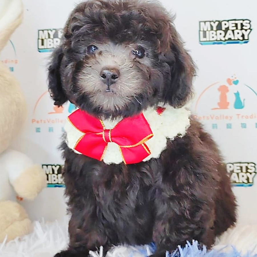 Toy Poodle Puppy (Male) For Sale