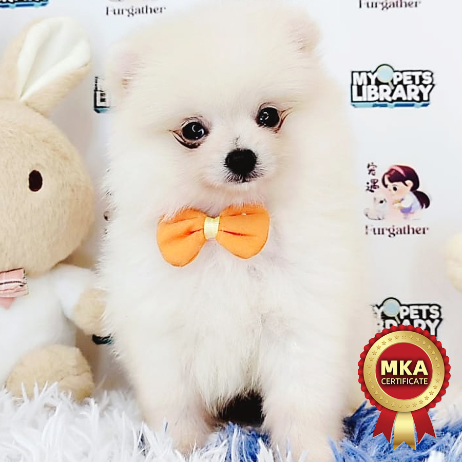 MKA Pomeranian Puppy (Male) For Sale
