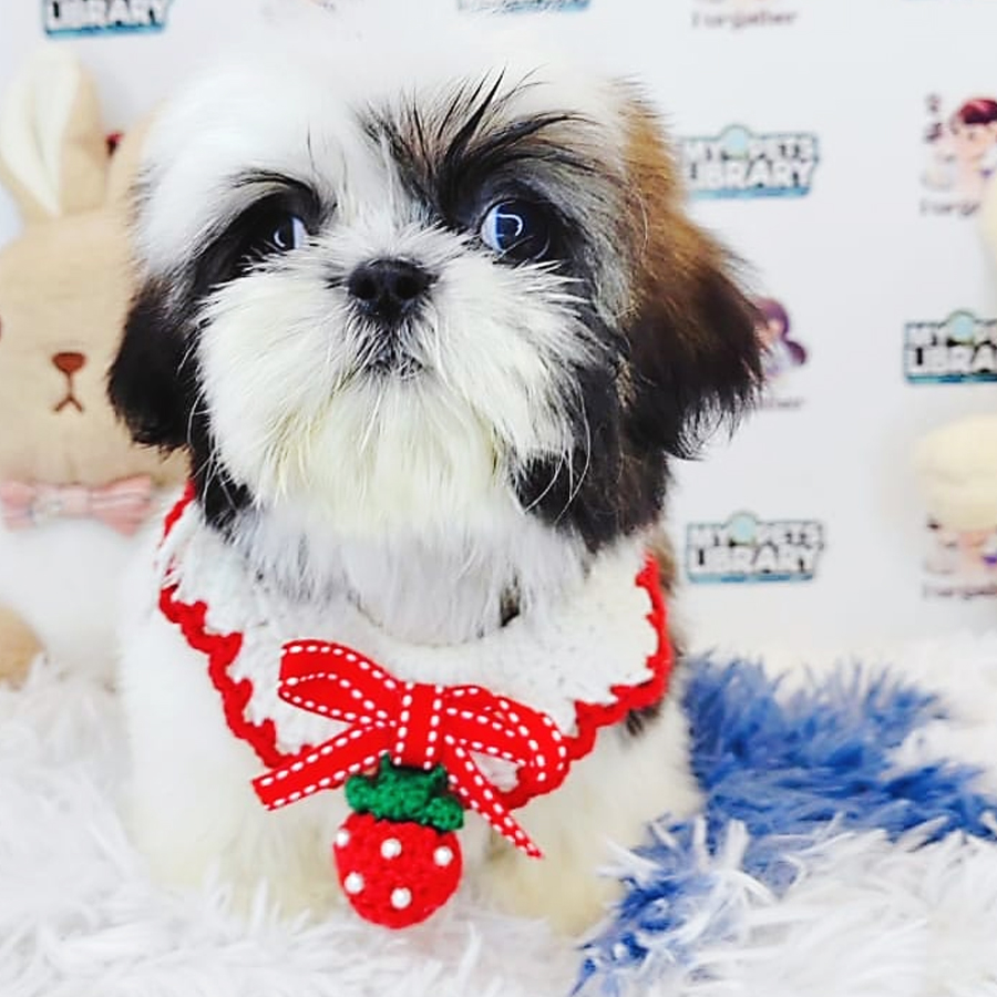 Shih Tzu Puppy (Female) For Sale