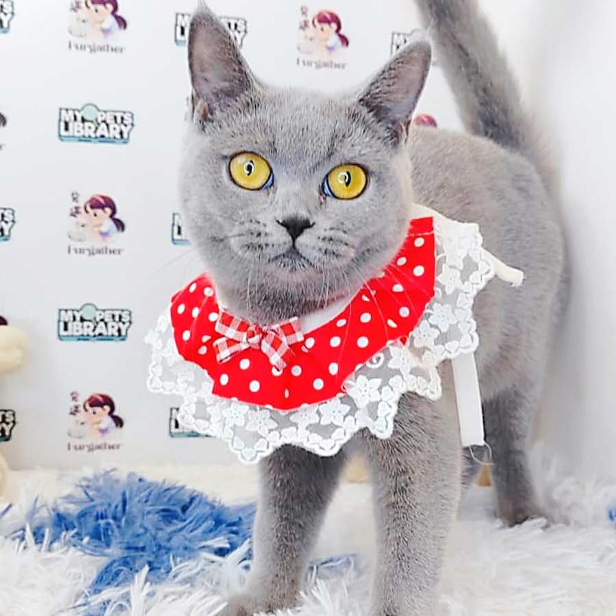 British Shorthair Kitten (Female) For Sale