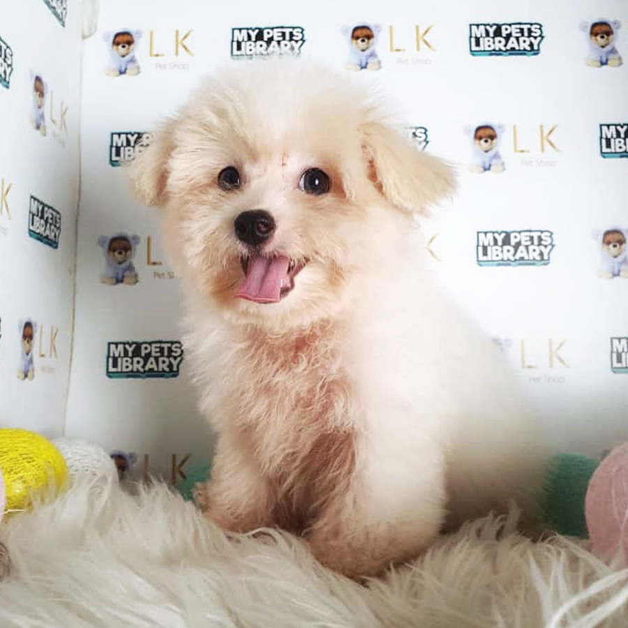 Maltipoo Puppy (Female) For Sale