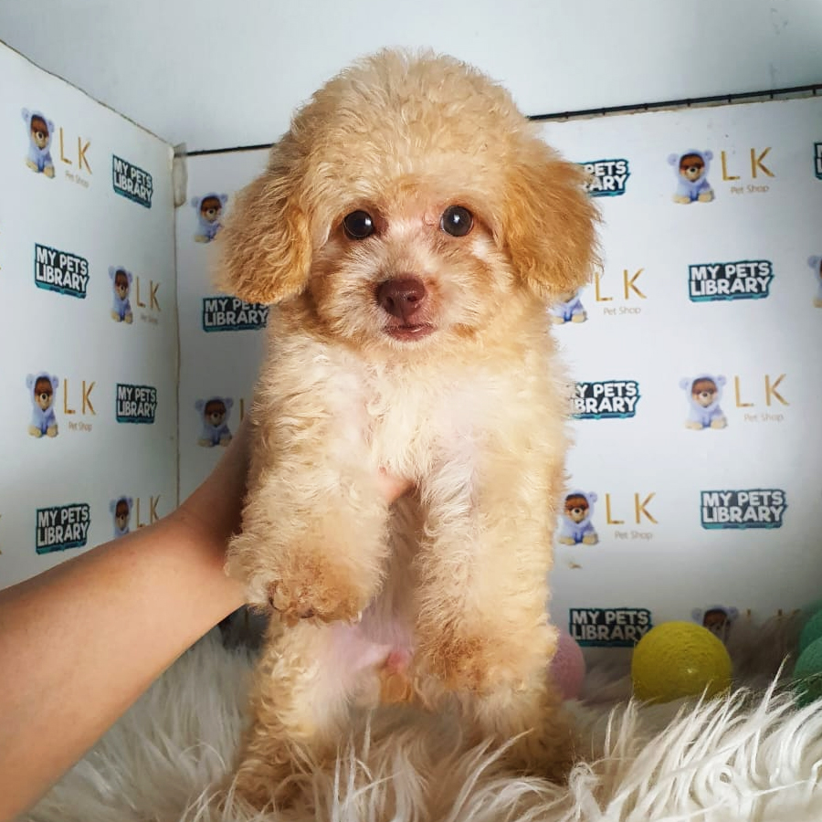 Maltipoo Puppy (Female) For Sale