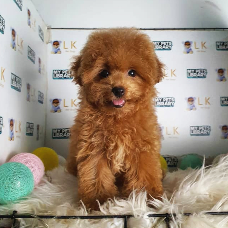 Toy Poodle Puppy (Female) For Sale
