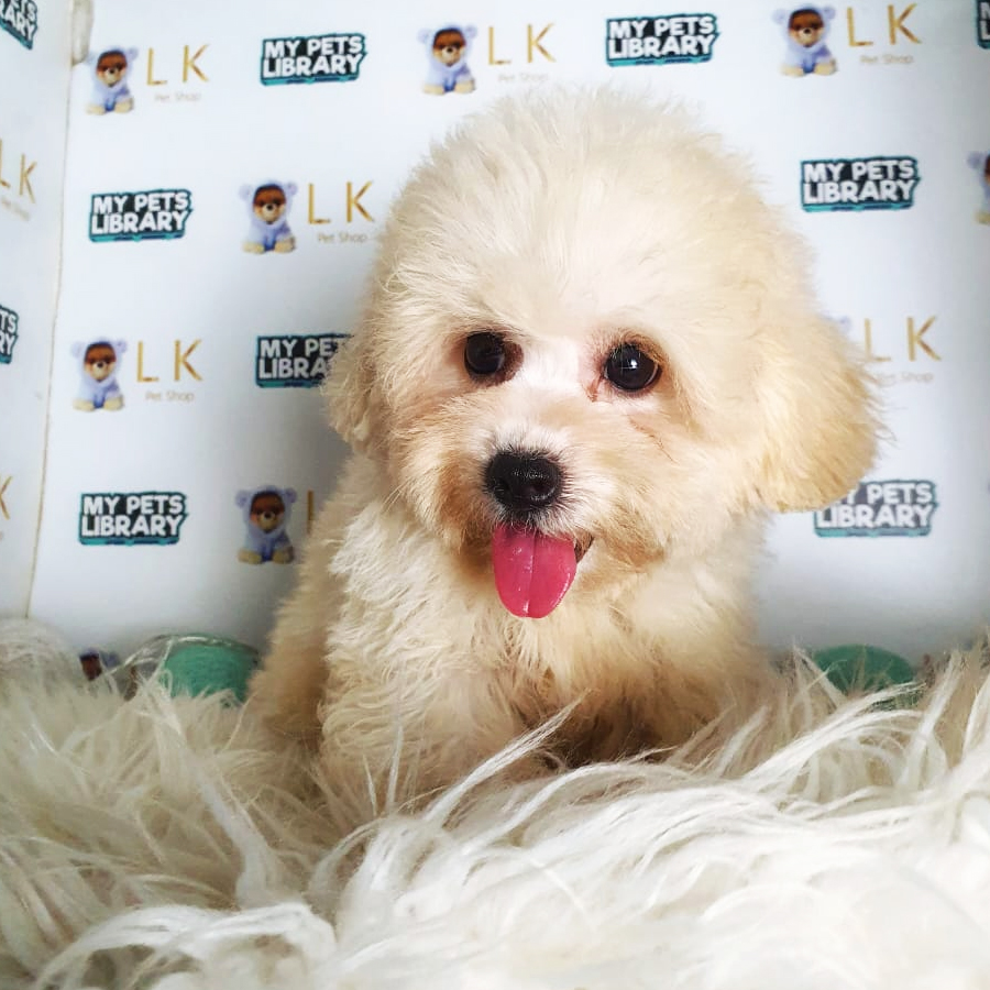 Toy Poodle Puppy (Female) For Sale