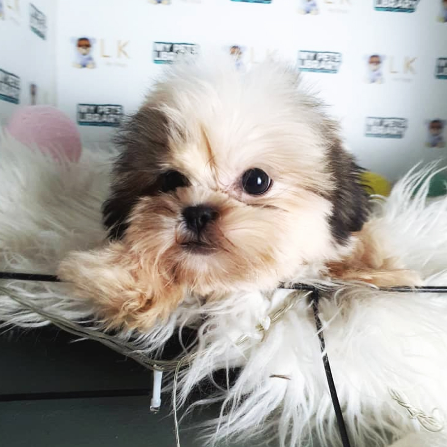 Shih Tzu Puppy (Female) For Sale