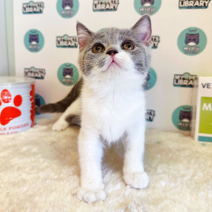 British Shorthair Kitten (Female) For Sale