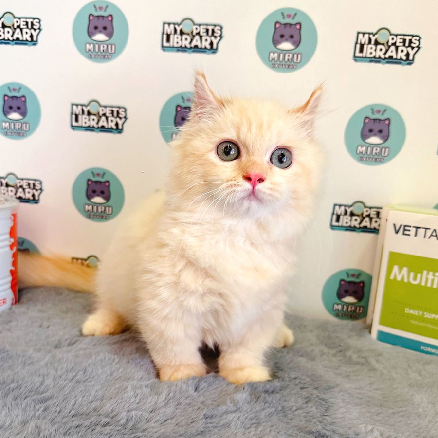 Munchkin Kinkalow Kitten (Male) For Sale