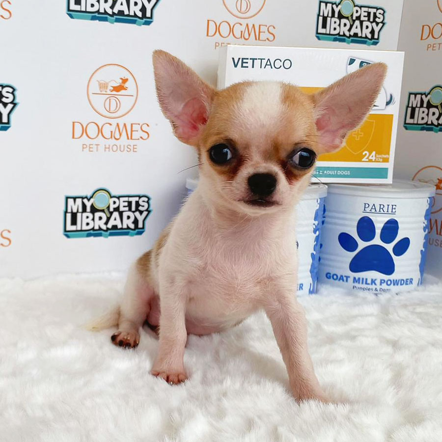 Chihuahua Puppy (Female) For Sale